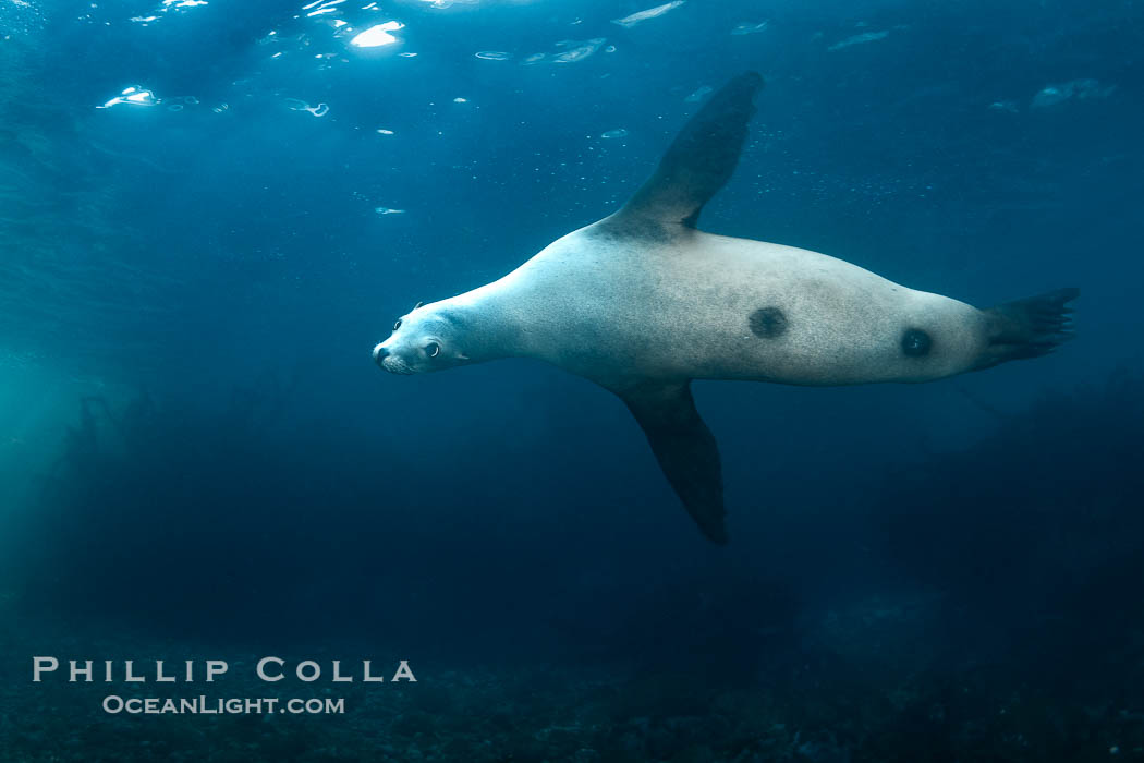 California Sea Lion with Apparent Cookie Cutter Shark Wounds, Underwater., Zalophus californianus, natural history stock photograph, photo id 39975