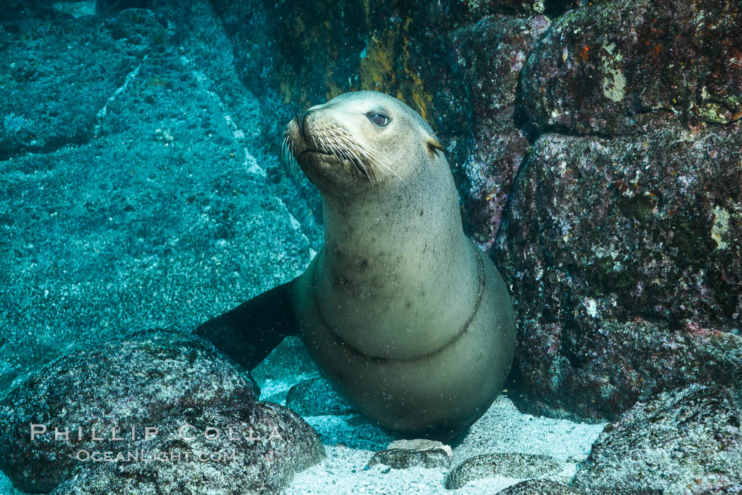 California sea lion with scar around neck from monofiliment fishing line entanglement, Zalophus californianus, Sea of Cortez