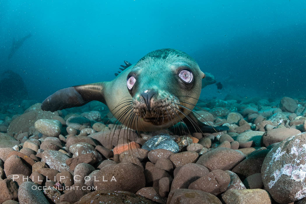 California sea lion with strange eyes, Coronados Islands, Baja California, Mexico. Coronado Islands (Islas Coronado), Zalophus californianus, natural history stock photograph, photo id 35052