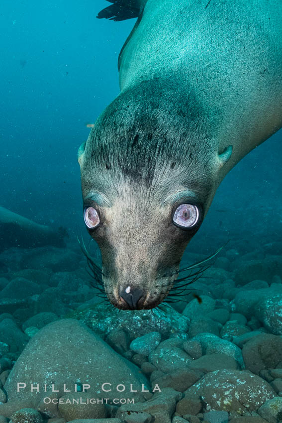 California sea lion with strange eyes, Coronados Islands, Baja California, Mexico, Zalophus californianus, Coronado Islands (Islas Coronado)