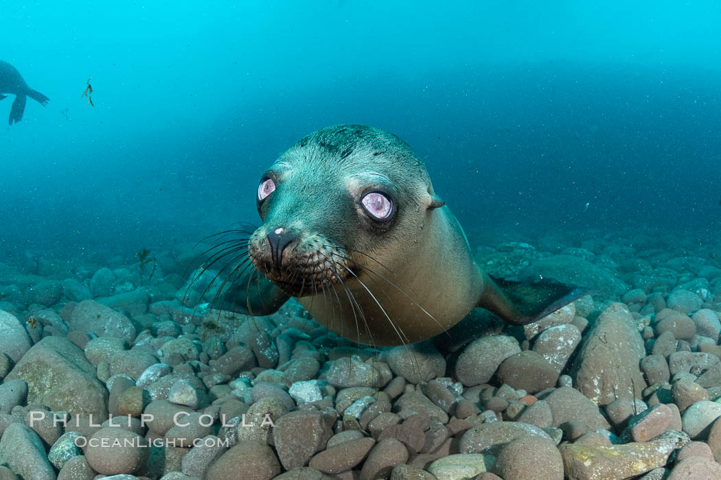 California sea lion with strange eyes, Coronados Islands, Baja California, Mexico. Coronado Islands (Islas Coronado), Zalophus californianus, natural history stock photograph, photo id 35051