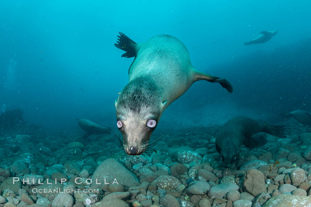 California sea lion with strange eyes, Coronados Islands, Baja California, Mexico. Coronado Islands (Islas Coronado), Zalophus californianus, natural history stock photograph, photo id 35055