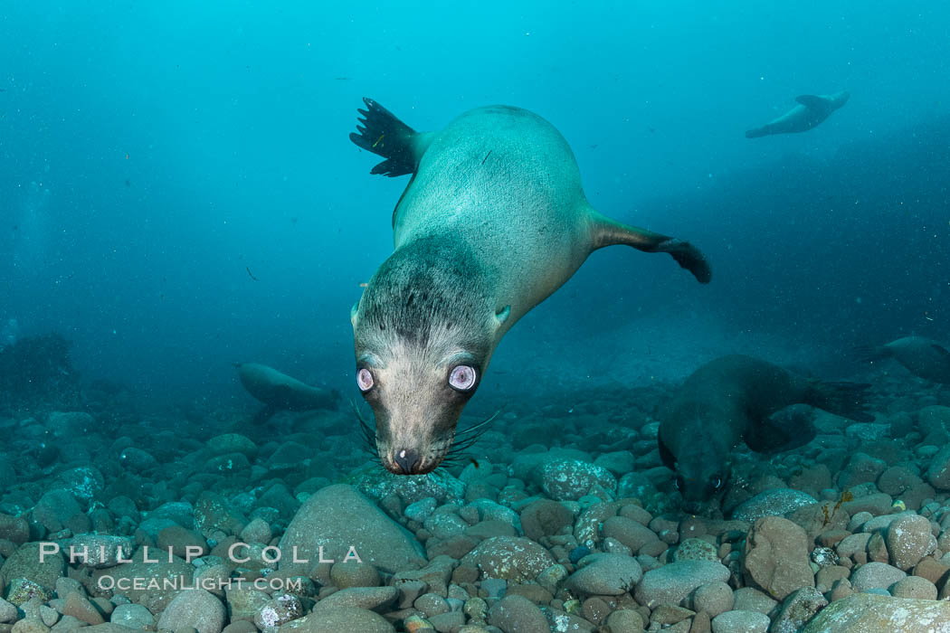 California sea lion with strange eyes, Coronados Islands, Baja California, Mexico. Coronado Islands (Islas Coronado), Zalophus californianus, natural history stock photograph, photo id 35055