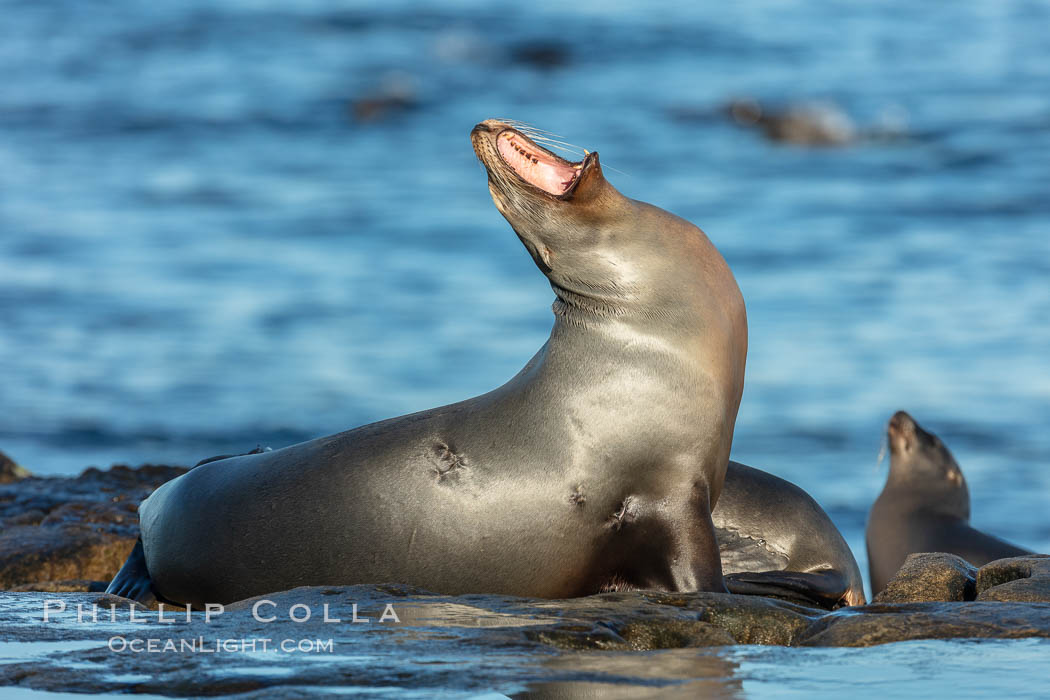California Sea Lion yawning, La Jolla, California, Zalophus californianus