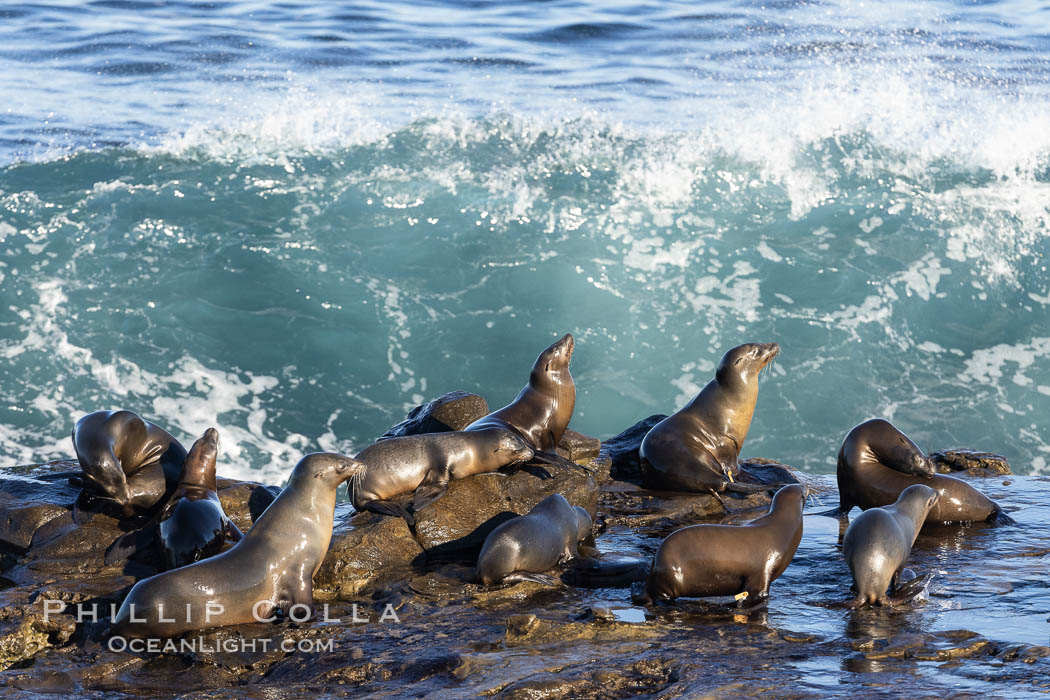 California sea lions, resting and sunning on rocks, about to get clobbered by a big wave. La Jolla, USA, Zalophus californianus, natural history stock photograph, photo id 37548