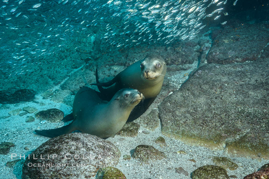 California sea lions and school of sardines underwater, Baja California, Sea of Cortez. Mexico, Zalophus californianus, natural history stock photograph, photo id 31278
