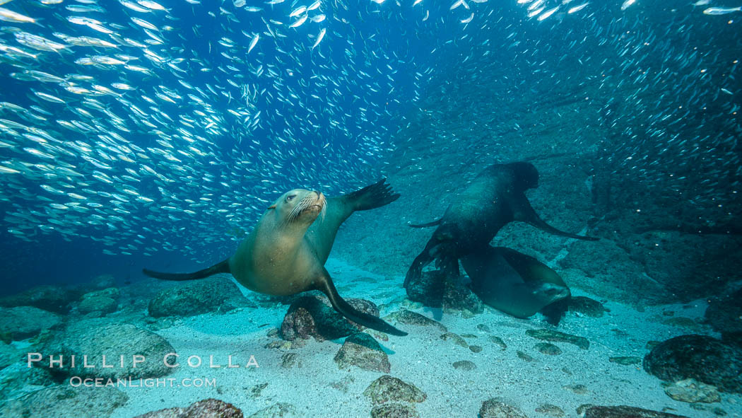 California sea lions and school of sardines underwater, Baja California, Sea of Cortez. Mexico, Zalophus californianus, natural history stock photograph, photo id 31279