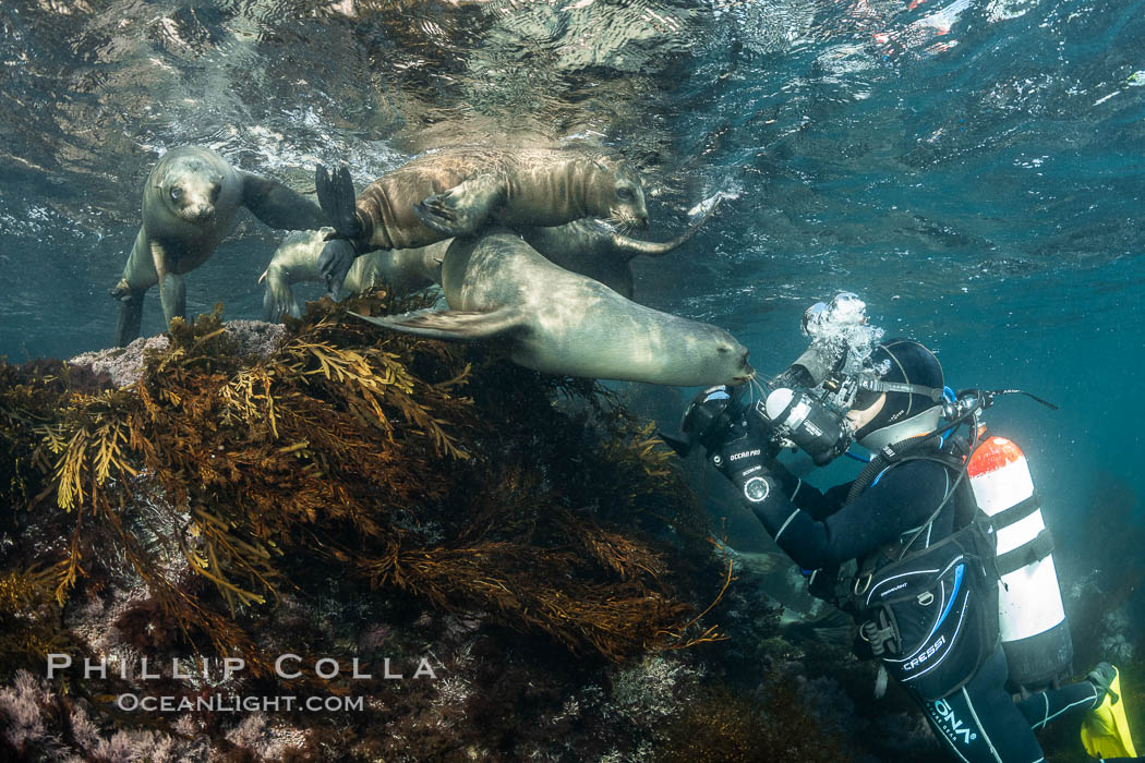 California Sea Lions and Underwater Photographer Underwater, Coronado Islands, Baja California, Mexico, Zalophus californianus, Coronado Islands (Islas Coronado)