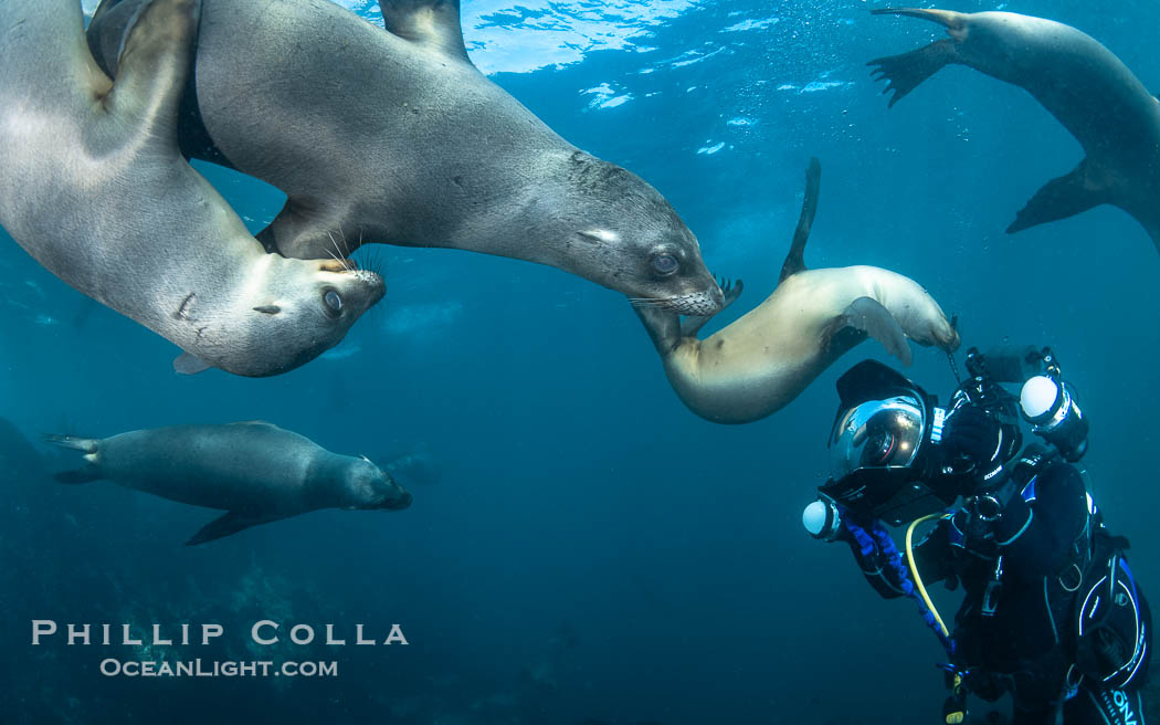 California Sea Lions and Underwater Photographer Celia Kujala at the Coronado Islands, Mexico, Zalophus californianus, Coronado Islands (Islas Coronado) California Sea Lions and Underwater Photographer Celia Kujala at the Coronado Islands, Mexico, Zalophus californianus, Coronado Islands (Islas Coronado)