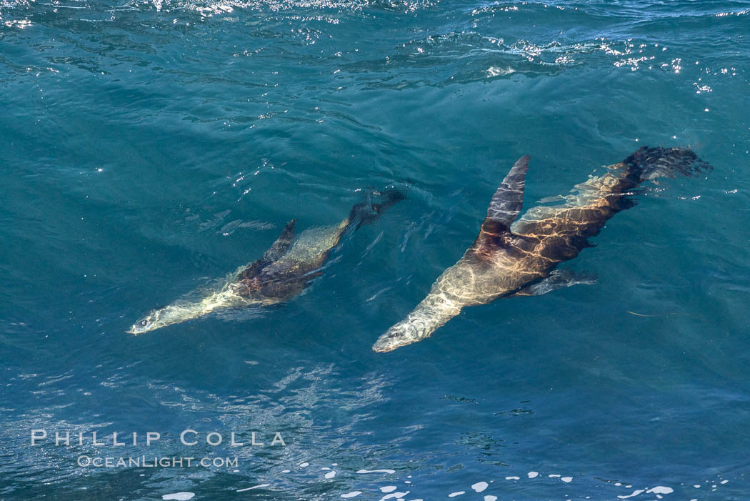 California sea lions body surfing on large waves, shorebreak, La Jolla. USA, Zalophus californianus, natural history stock photograph, photo id 37530