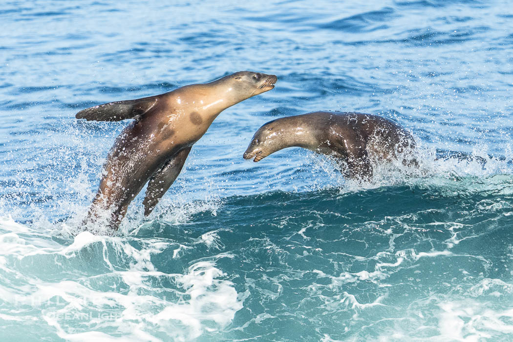 California Sea Lions Bodysurfing on a Big Wave at La Jolla Cove, Zalophus californianus California Sea Lions Bodysurfing on a Big Wave at La Jolla Cove, Zalophus californianus