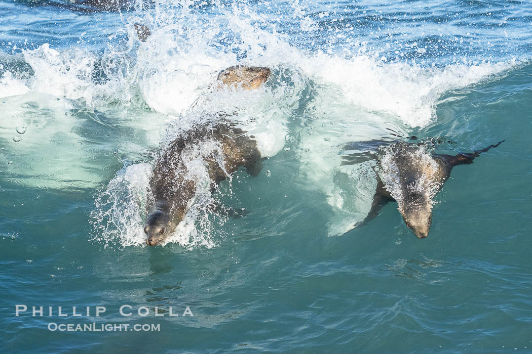 California Sea Lions Bodysurfing in Big Waves at Boomer Beach in La Jolla. USA, Zalophus californianus, natural history stock photograph, photo id 40056