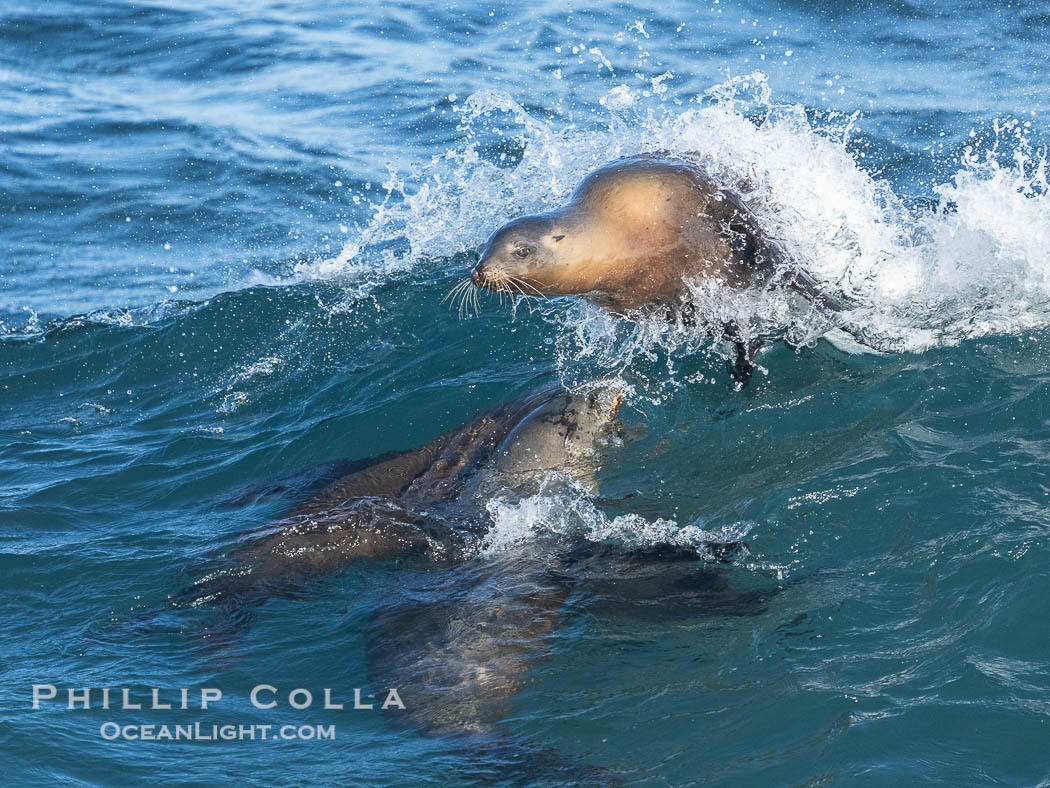 California Sea Lions Bodysurfing in Big Waves at Boomer Beach in La Jolla. USA, Zalophus californianus, natural history stock photograph, photo id 40059