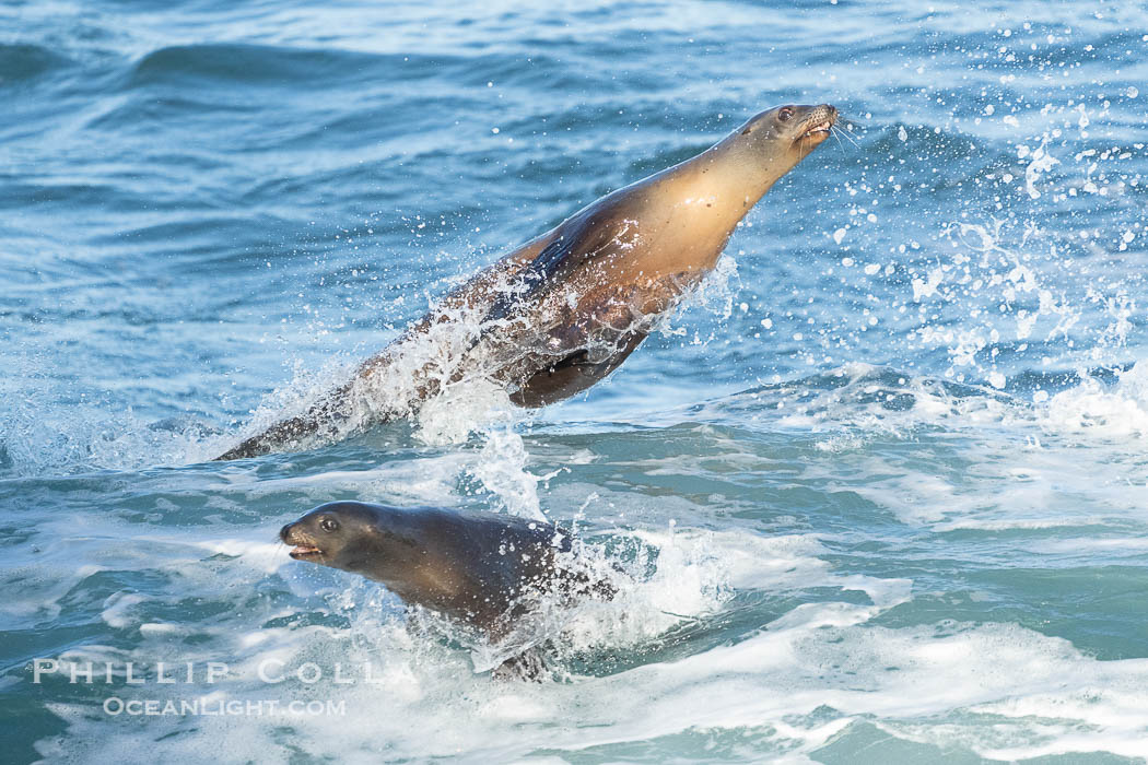 California Sea Lions Bodysurfing on a Big Wave at La Jolla Cove, Zalophus californianus