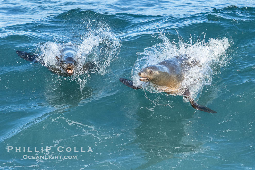 California Sea Lions Bodysurfing in Big Waves at Boomer Beach in La Jolla, Zalophus californianus California Sea Lions Bodysurfing in Big Waves at Boomer Beach in La Jolla, Zalophus californianus