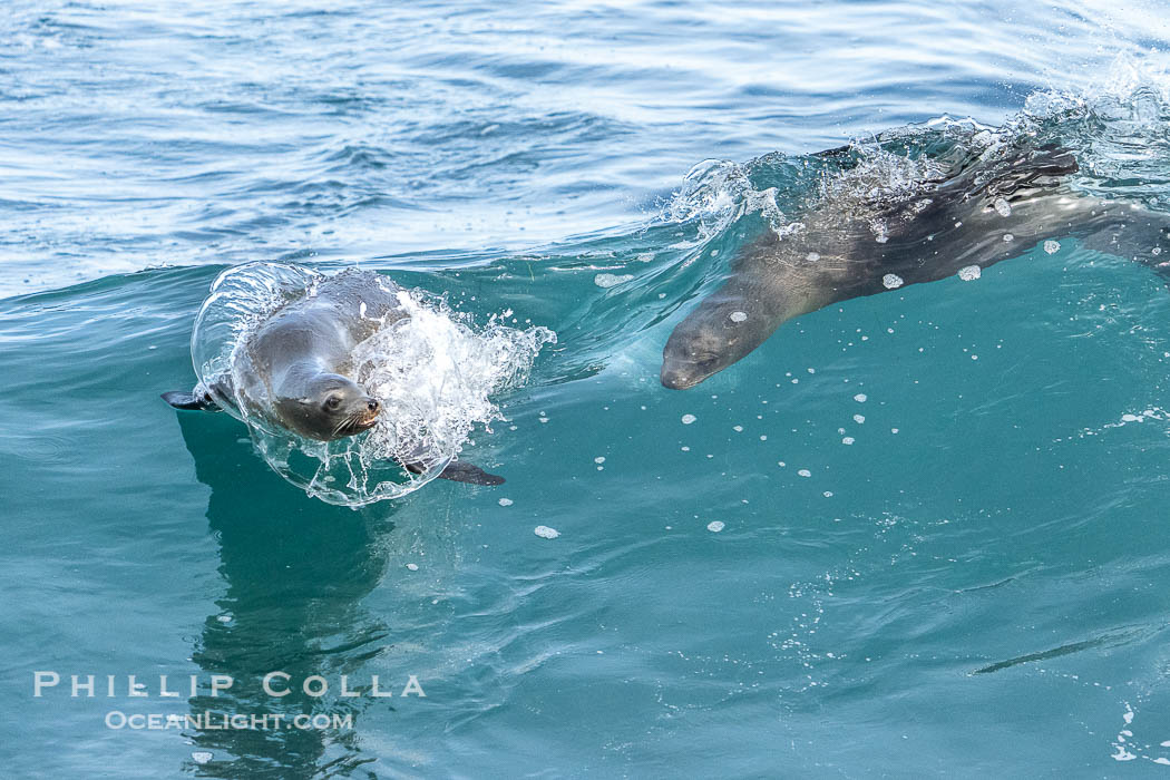 California sea lions bodysurfing and leaping way out of the water, in La Jolla at Boomer Beach., Zalophus californianus, natural history stock photograph, photo id 40176