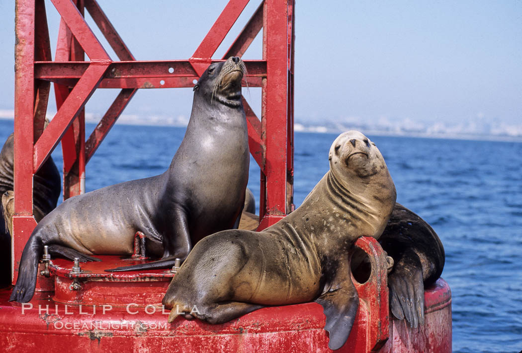 California sea lions hauled out on navigation buoy. San Diego, USA, Zalophus californianus, natural history stock photograph, photo id 03252