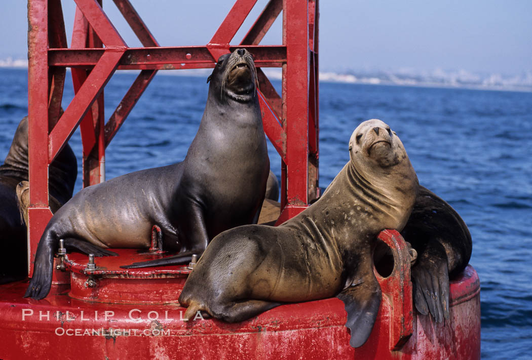 California sea lions hauled out on navigation buoy. San Diego, USA, Zalophus californianus, natural history stock photograph, photo id 03251