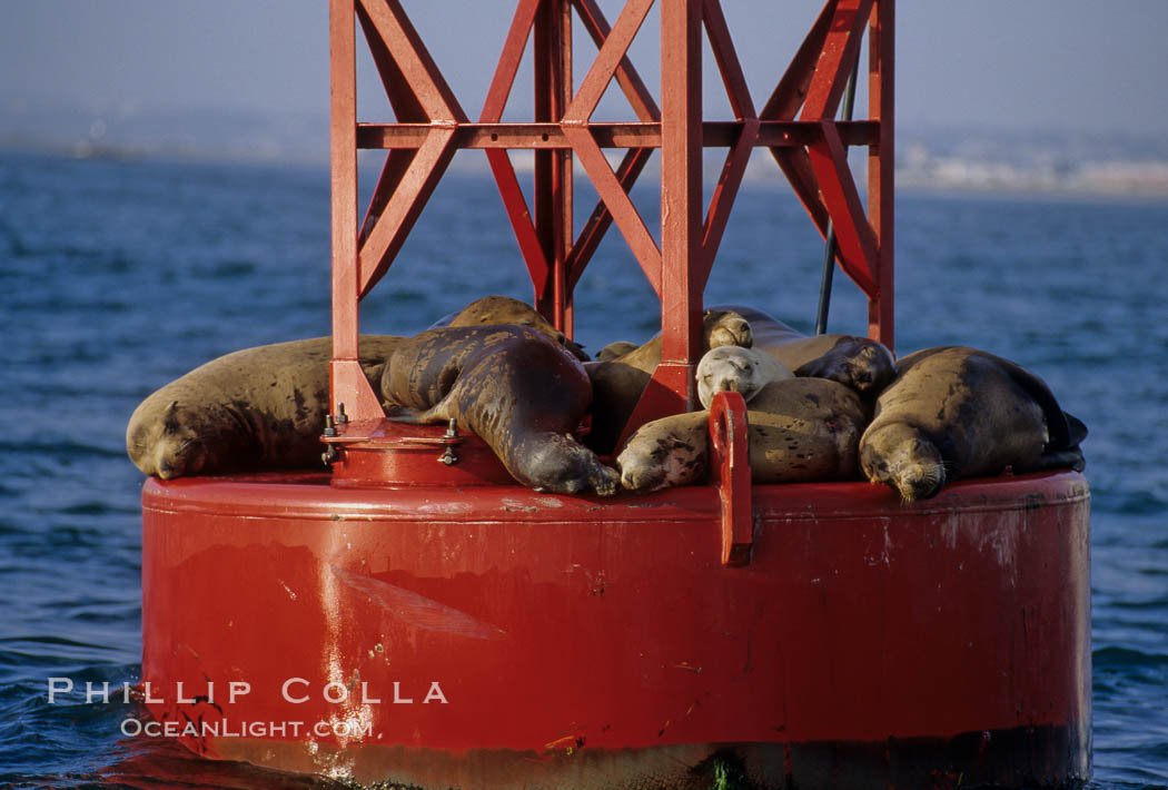 California sea lions hauled out on buoy. San Diego, USA, Zalophus californianus, natural history stock photograph, photo id 02917