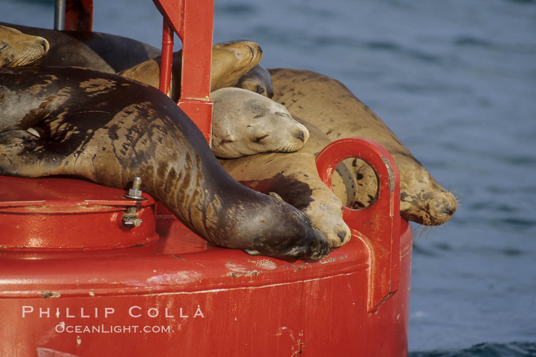 California sea lion on buoy. San Diego, USA, Zalophus californianus, natural history stock photograph, photo id 03081