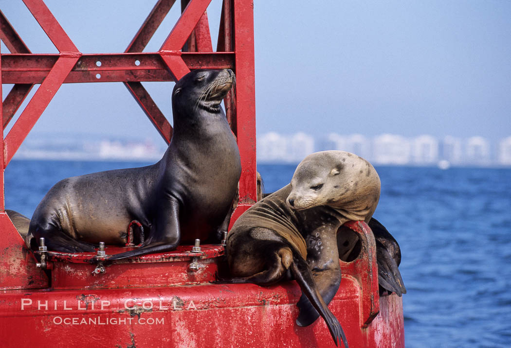 California sea lions hauled out on navigation buoy. San Diego, USA, Zalophus californianus, natural history stock photograph, photo id 03253