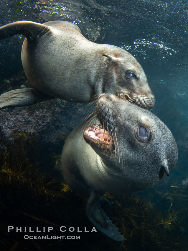 California sea lions playing underwater, socializing at North Coronado Island, Baja California, Mexico. Much of the play and mock sparring young sea lions perform involves biting and mouthing because what else can they use - they have no hands, duh. Coronado Islands (Islas Coronado), Zalophus californianus, natural history stock photograph, photo id 39762