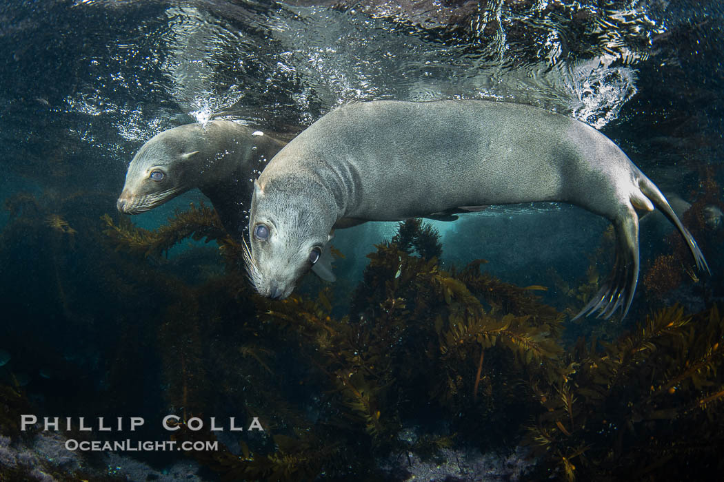 California sea lions playing underwater, socializing at North Coronado Island, Baja California, Mexico. Coronado Islands (Islas Coronado), Zalophus californianus, natural history stock photograph, photo id 39770