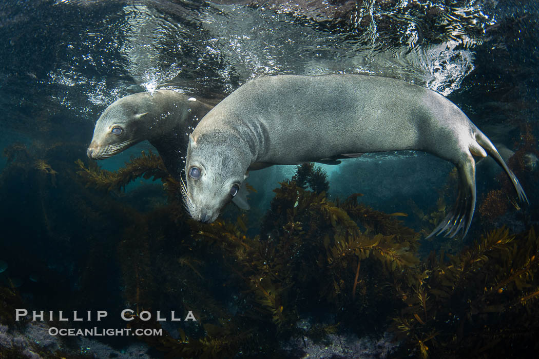 California sea lions playing underwater, socializing at North Coronado Island, Baja California, Mexico. Coronado Islands (Islas Coronado), Zalophus californianus, natural history stock photograph, photo id 39770