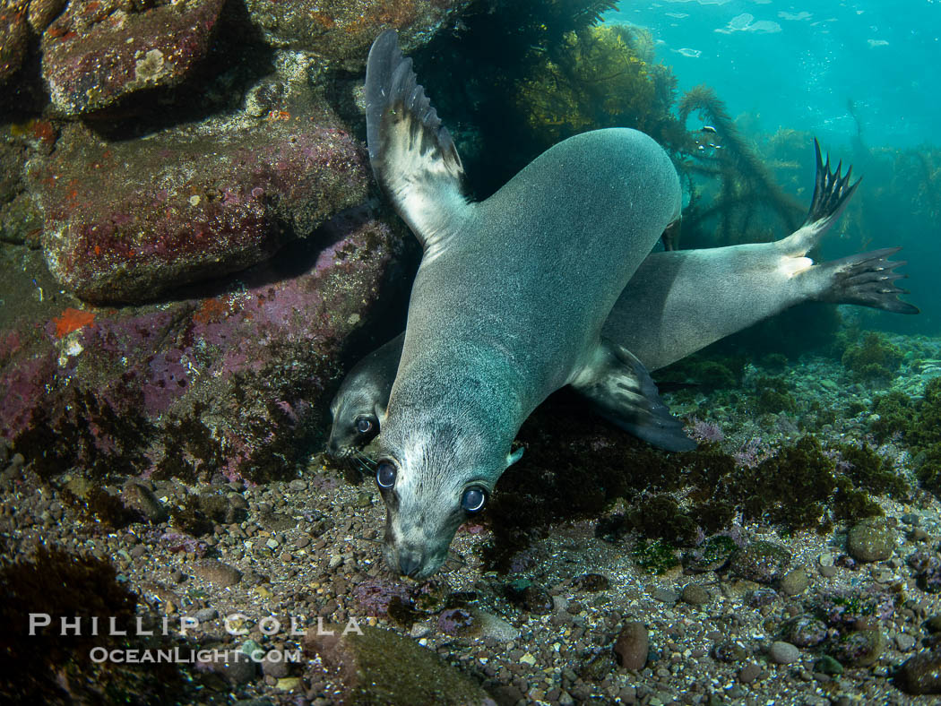 California sea lions playing underwater, socializing at North Coronado Island, Baja California, Mexico. Coronado Islands (Islas Coronado), Zalophus californianus, natural history stock photograph, photo id 39763