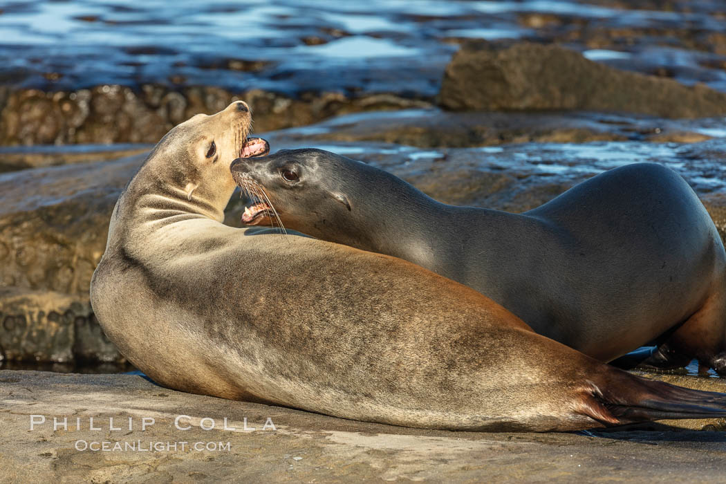 California Sea Lions fighting, La Jolla. USA, Zalophus californianus, natural history stock photograph, photo id 36571