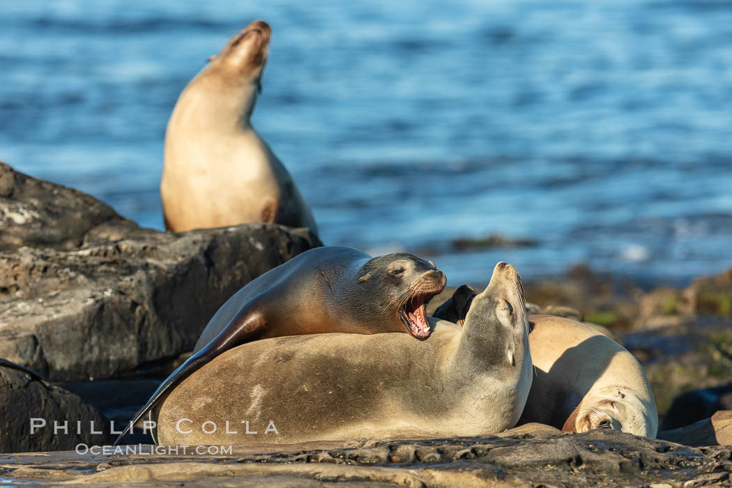 California Sea Lions fighting, La Jolla. USA, Zalophus californianus, natural history stock photograph, photo id 36575