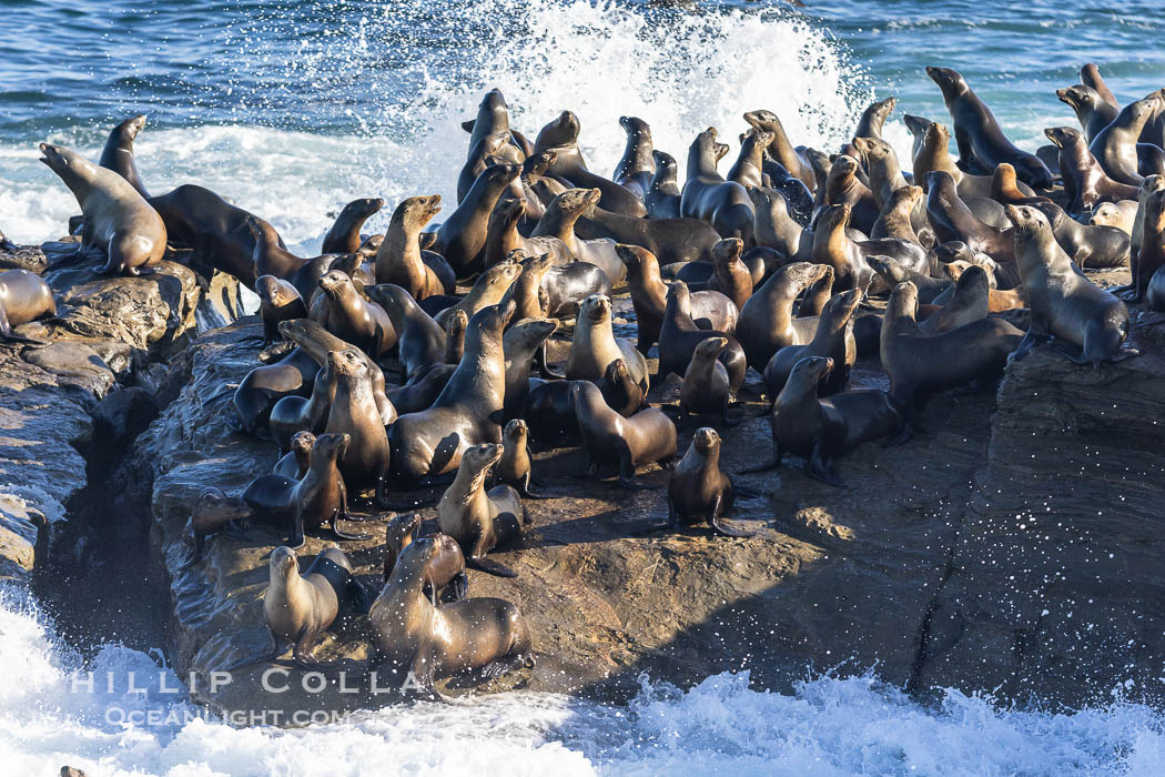 California sea lions gather on Point La Jolla with waves crashing around them