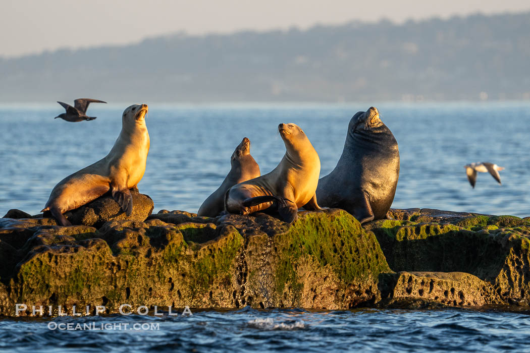 California Sea Lions in Golden Morning LIght at La Jolla Cove. USA, Zalophus californianus, natural history stock photograph, photo id 39853