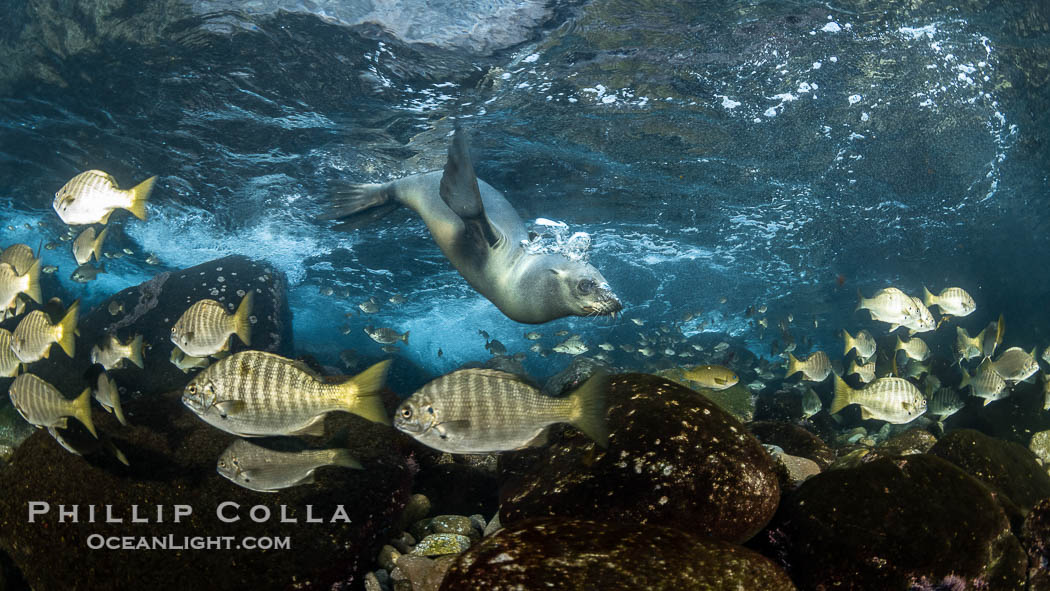 California Sea Lion hunting Zebra Perch, Underwater, Coronado Islands, Baja California, Mexico. Coronado Islands (Islas Coronado), Hermosilla azurea, Zalophus californianus, natural history stock photograph, photo id 36484