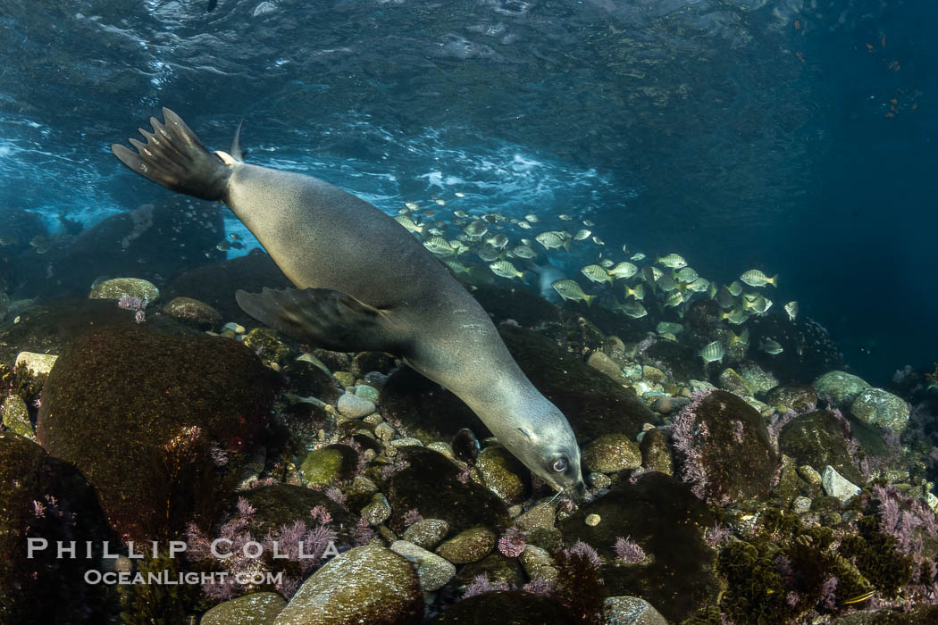 California Sea Lions hunting Zebra Perch, Underwater, Coronado Islands, Baja California, Mexico. Coronado Islands (Islas Coronado), Hermosilla azurea, Zalophus californianus, natural history stock photograph, photo id 36483