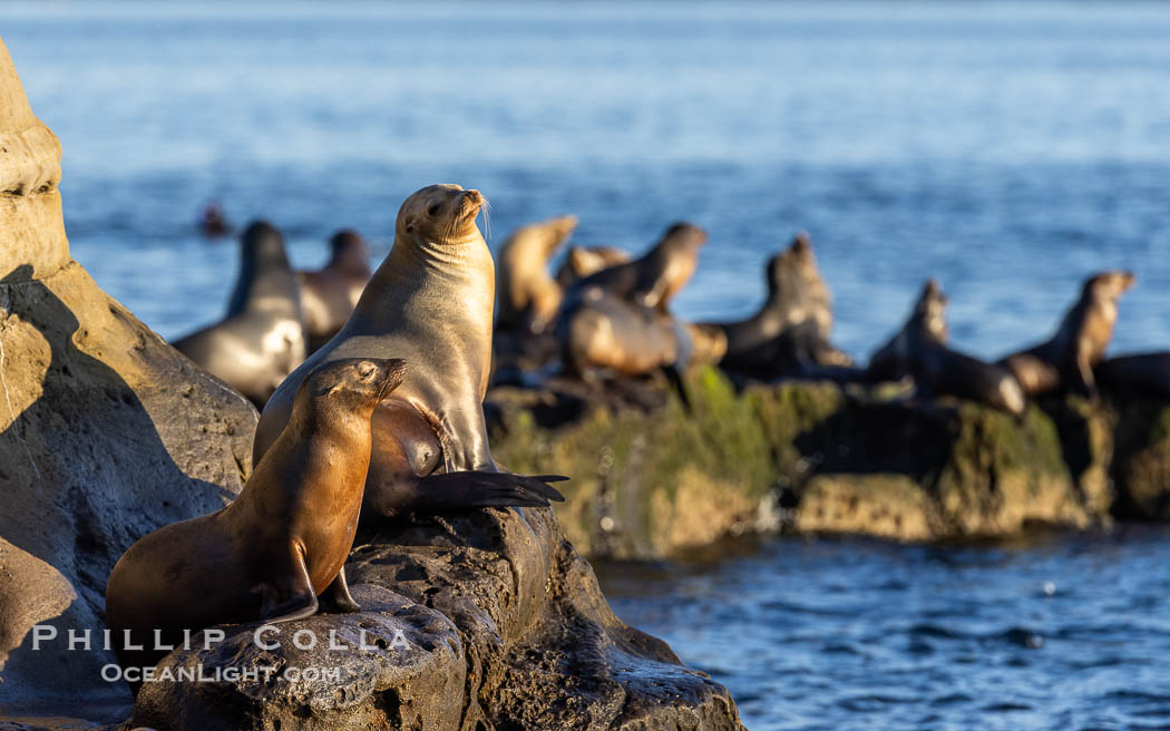 California sea lions at La Jolla Cove, San Diego. USA, Zalophus californianus, natural history stock photograph, photo id 38662