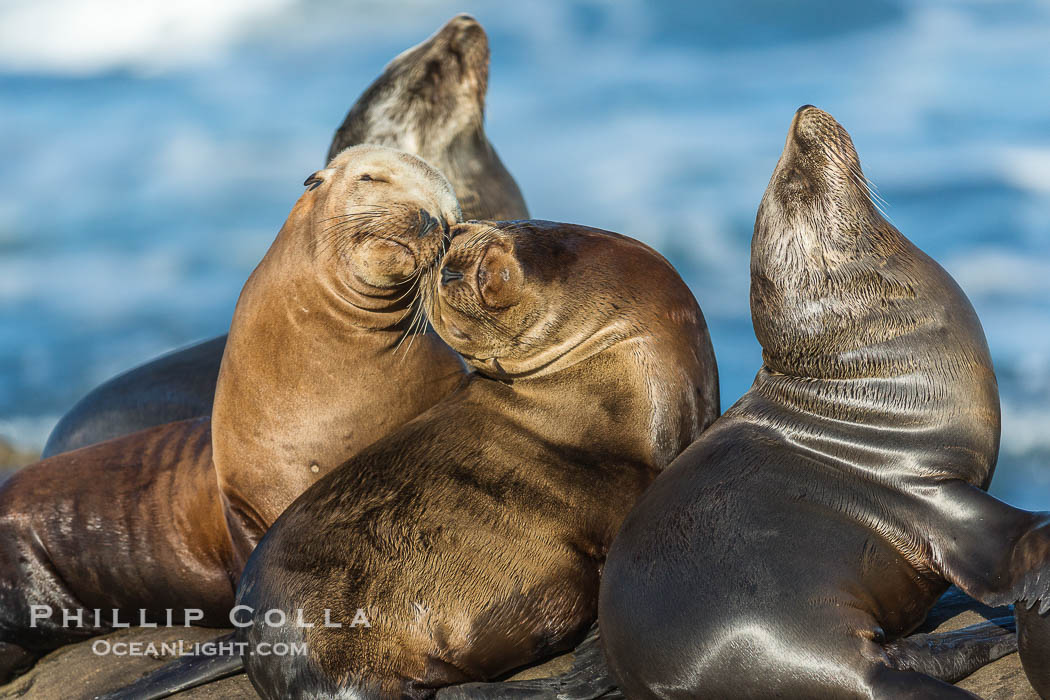 California sea lions, La Jolla., Zalophus californianus, natural history stock photograph, photo id 34282