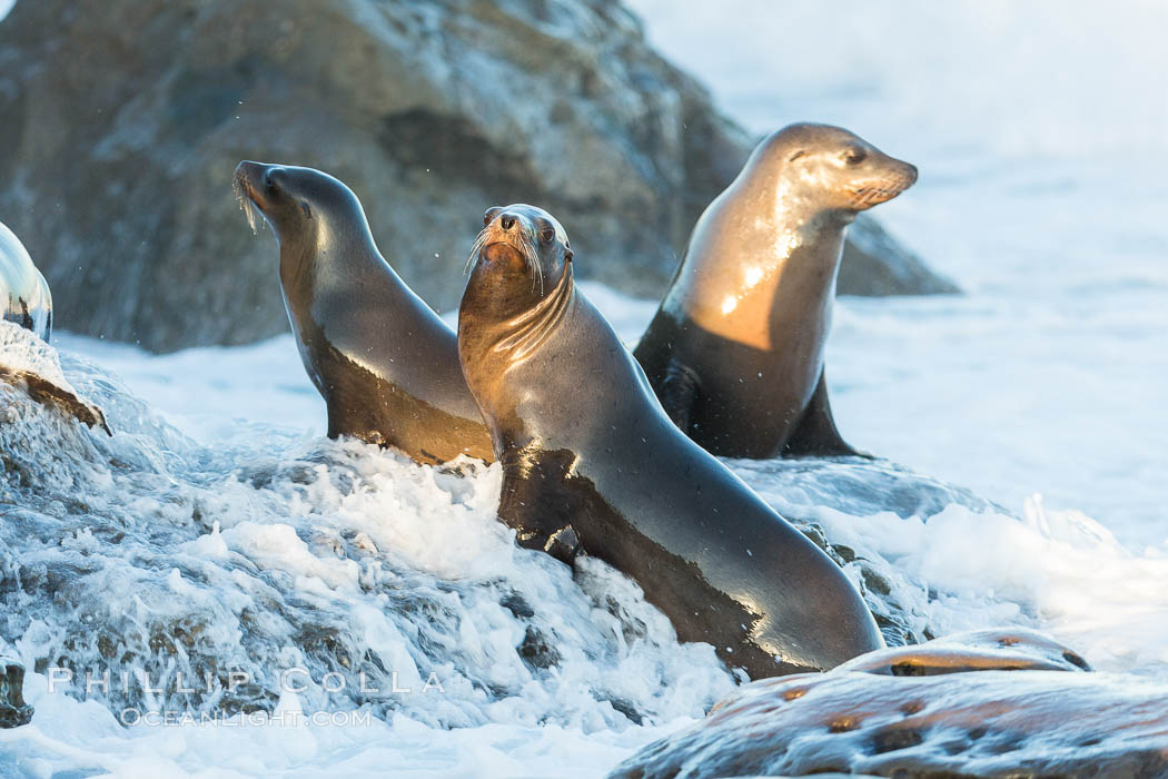 California sea lions, La Jolla. USA, Zalophus californianus, natural history stock photograph, photo id 34302