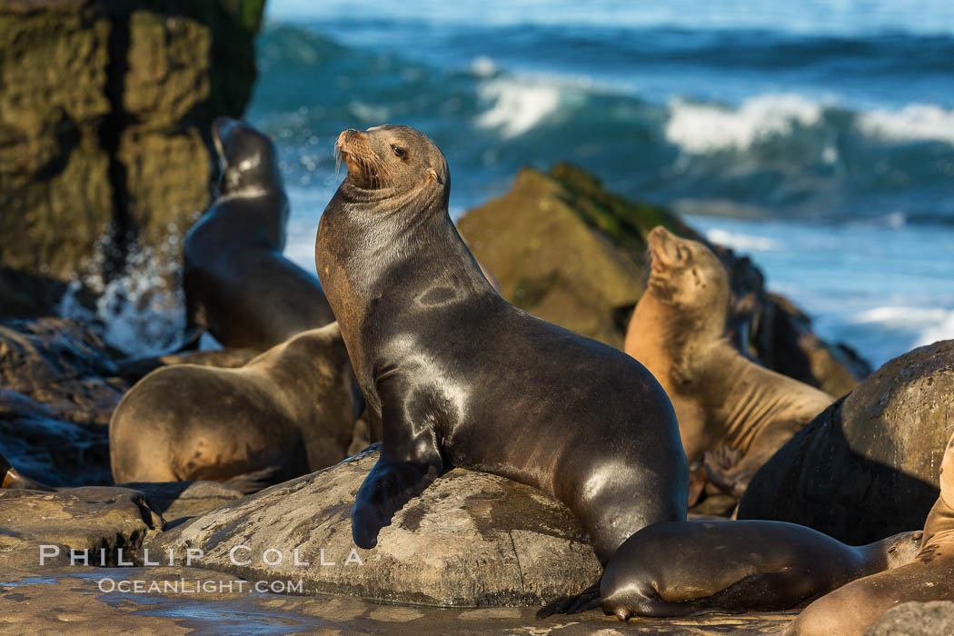 California sea lions, La Jolla., Zalophus californianus, natural history stock photograph, photo id 34310
