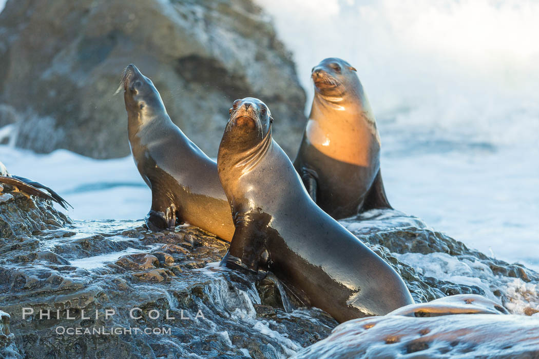 California sea lions, La Jolla. USA, Zalophus californianus, natural history stock photograph, photo id 34322