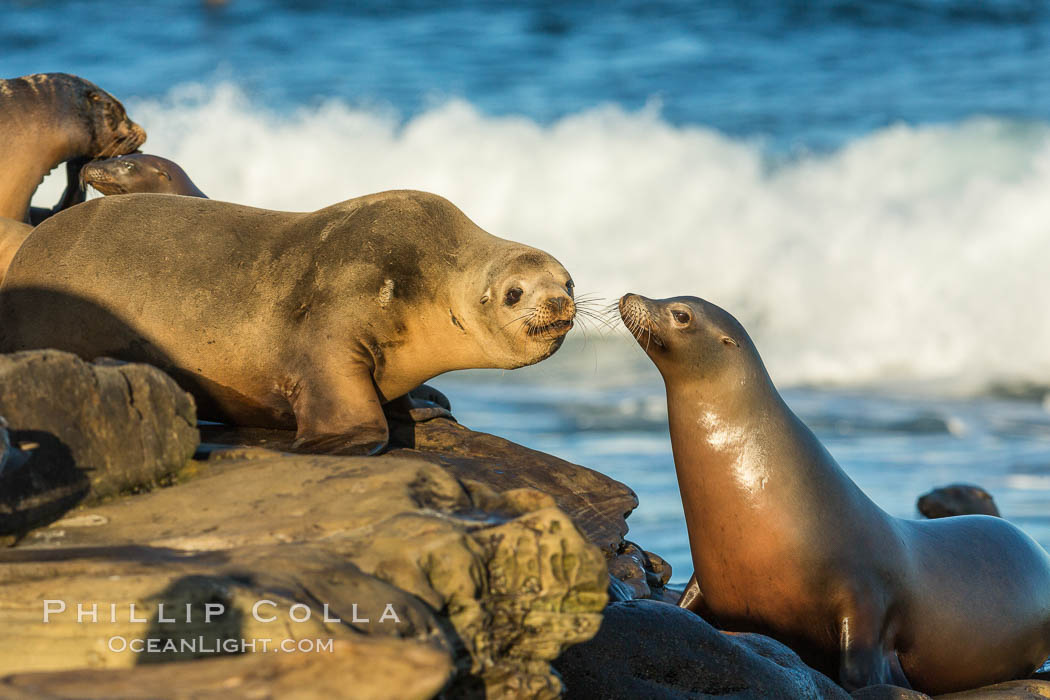 California sea lions, La Jolla. USA, Zalophus californianus, natural history stock photograph, photo id 34276