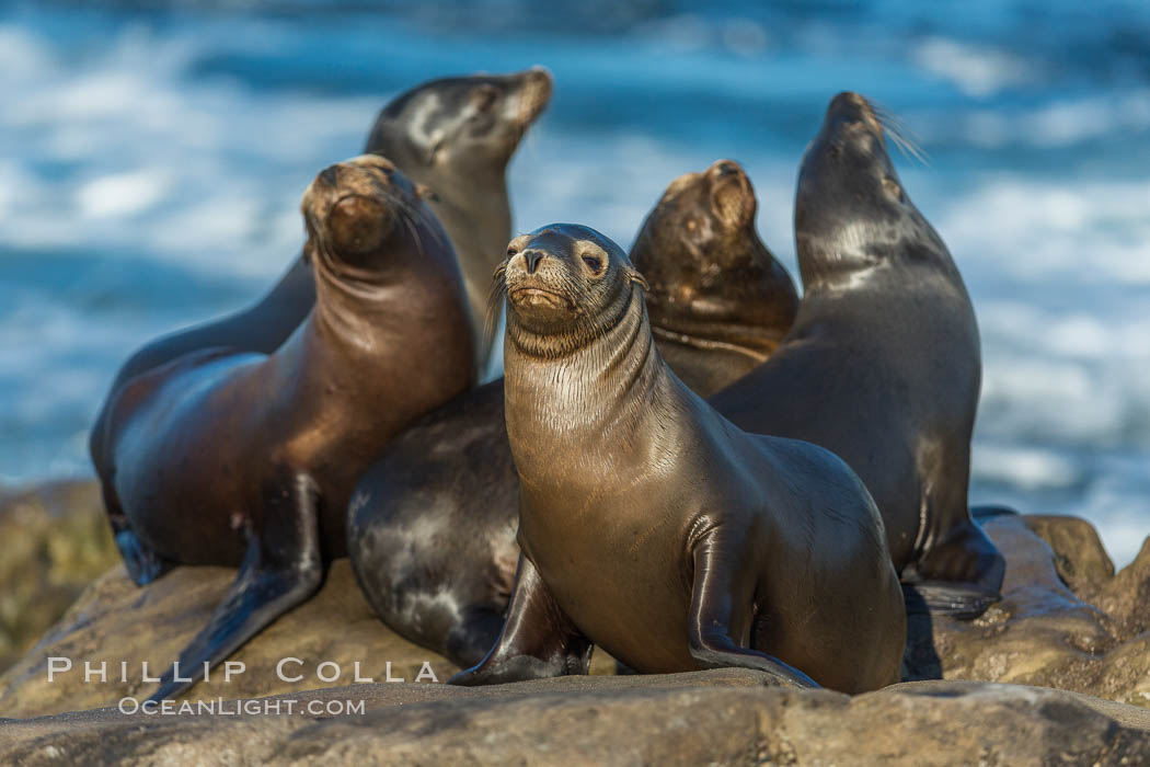 California sea lions, La Jolla. USA, Zalophus californianus, natural history stock photograph, photo id 34288