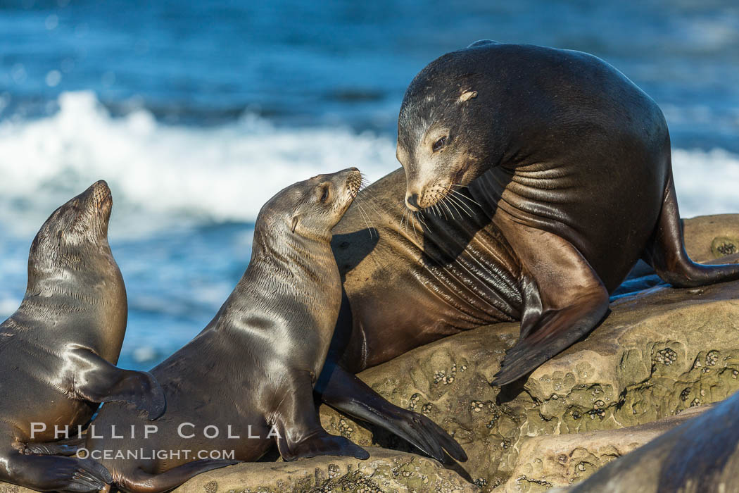 California sea lions, La Jolla. USA, Zalophus californianus, natural history stock photograph, photo id 34312