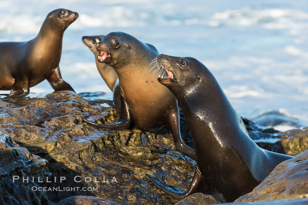 California sea lions, La Jolla. USA, Zalophus californianus, natural history stock photograph, photo id 34316