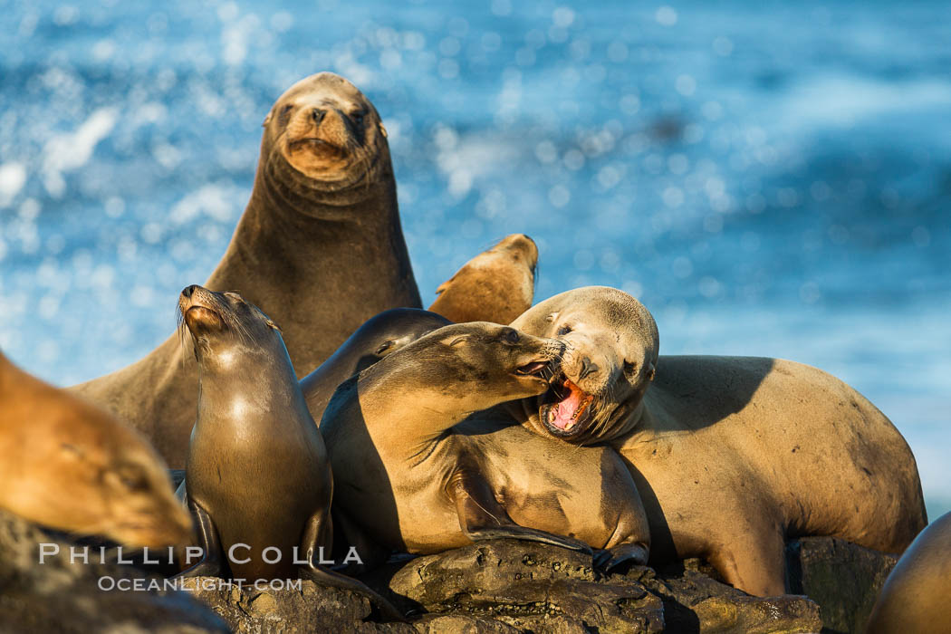 California sea lions, La Jolla. USA, Zalophus californianus, natural history stock photograph, photo id 34324