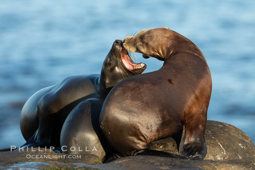 California sea lions, La Jolla. USA, Zalophus californianus, natural history stock photograph, photo id 35160