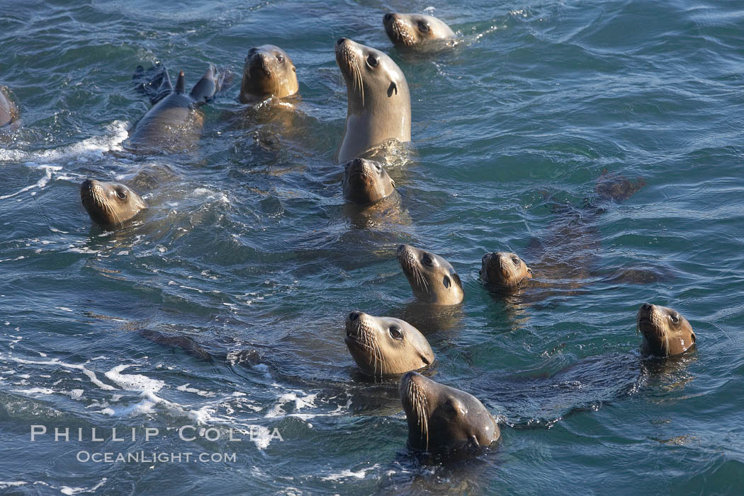 California sea lions looking around as they swim in the water. La Jolla, USA, natural history stock photograph, photo id 20335