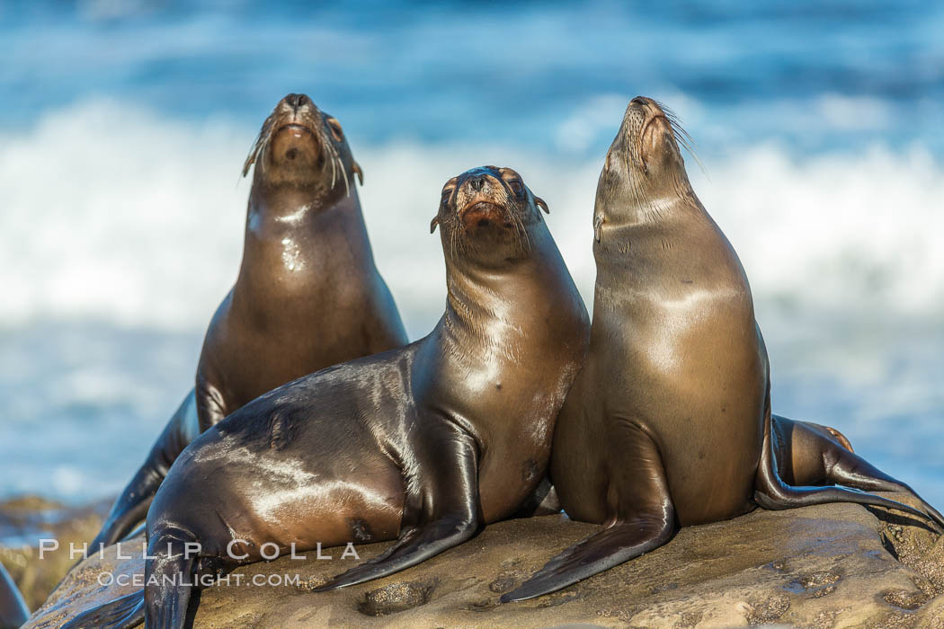 California sea lions, La Jolla. USA, Zalophus californianus, natural history stock photograph, photo id 34291