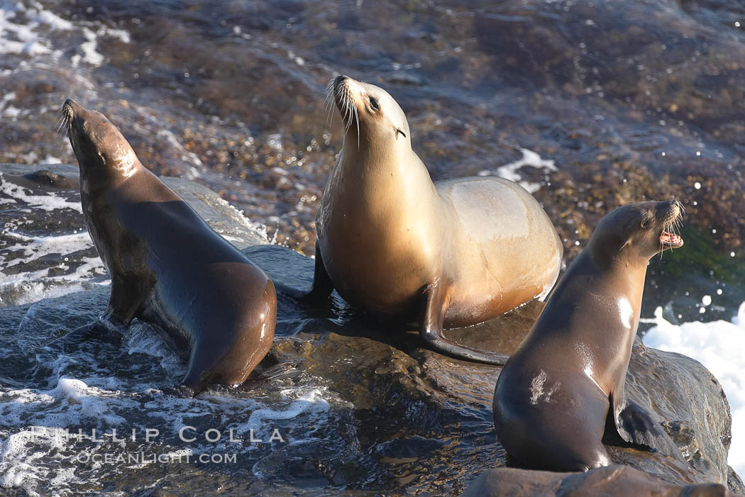 California sea lions hauled out on rocks beside the ocean. La Jolla, USA, natural history stock photograph, photo id 20273