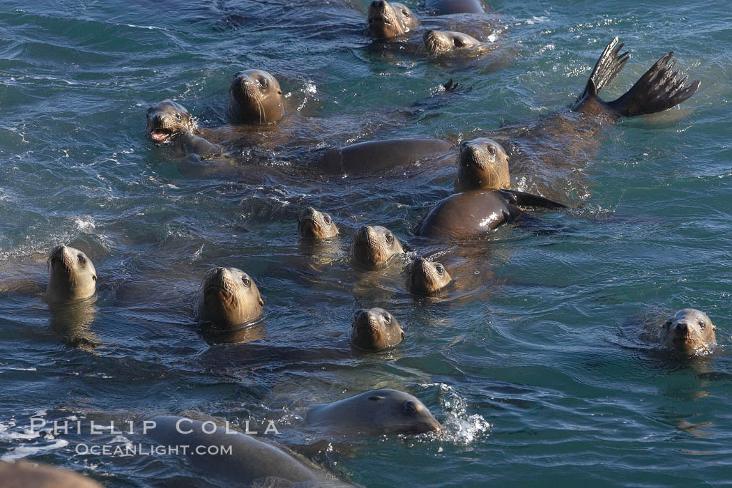 California sea lions looking around as they swim in the water. La Jolla, USA, natural history stock photograph, photo id 20337